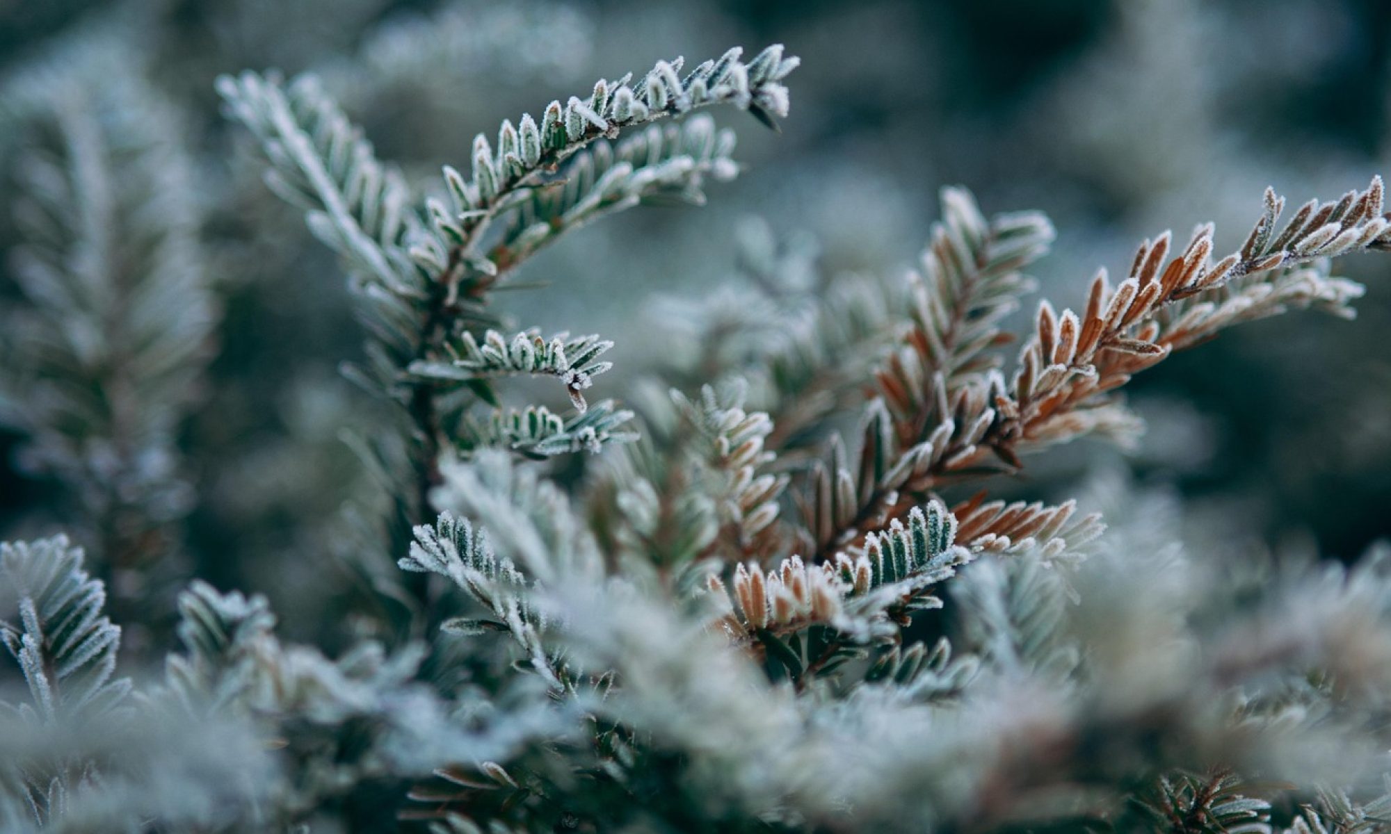 Louise Lalley Counselling Therapy winter banner